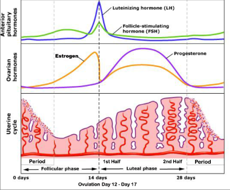 Does sex affect menstrual cycle